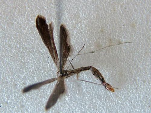 Agdistis satanas